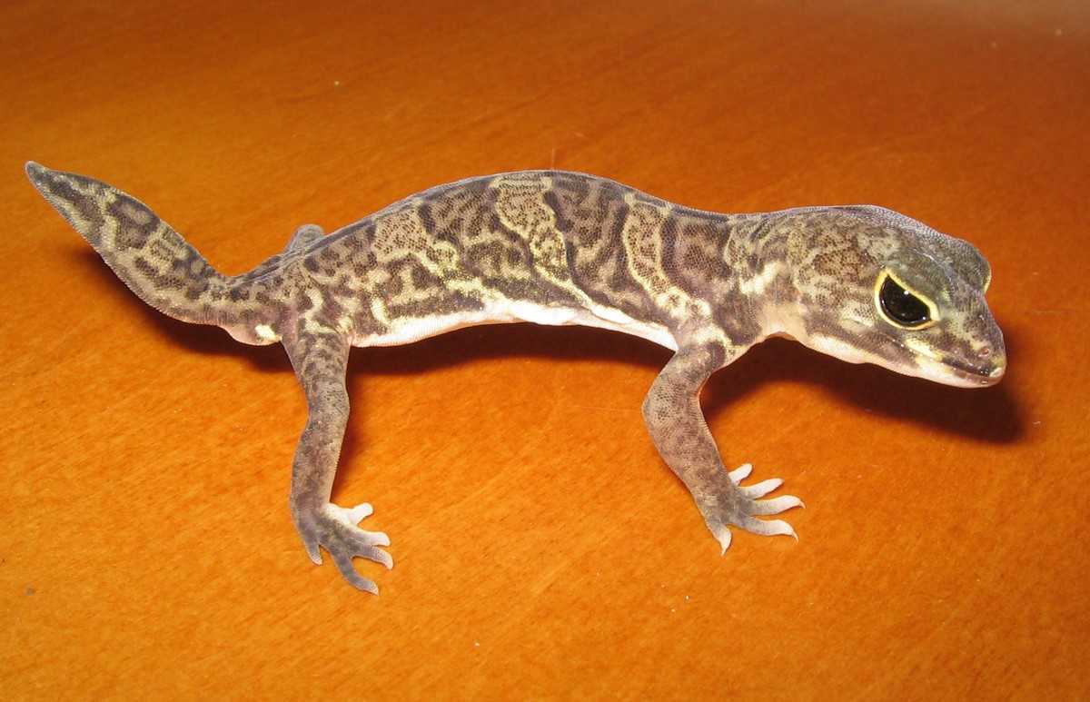 Holodactylus africanus