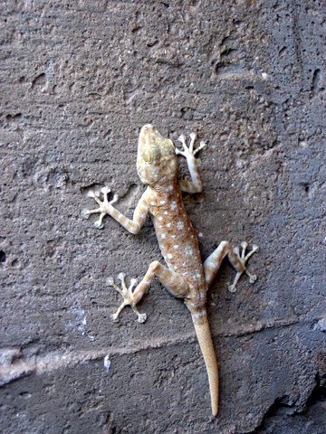 Ptyodactylus guttatus