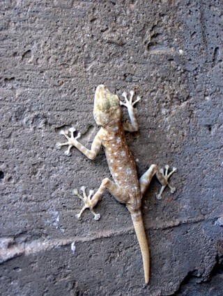 Ptyodactylus guttatus