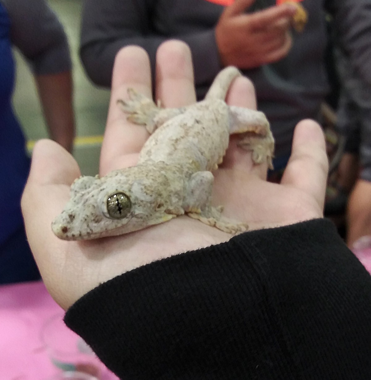 Gehyra marginata