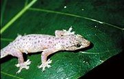 Gehyra mutilata