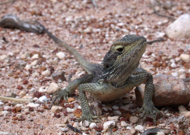 Pogona minor