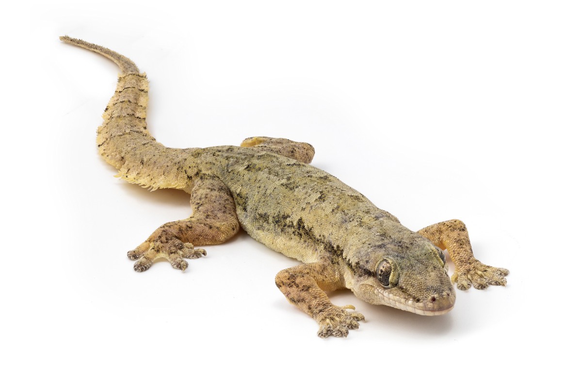 Hemidactylus platyurus