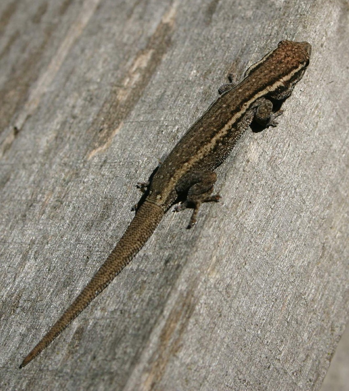 Lygodactylus capensis