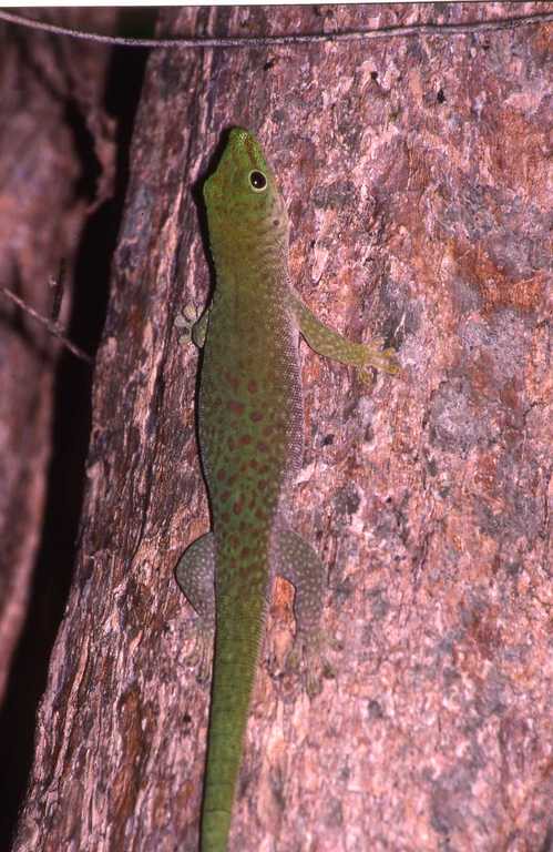Phelsuma kochi