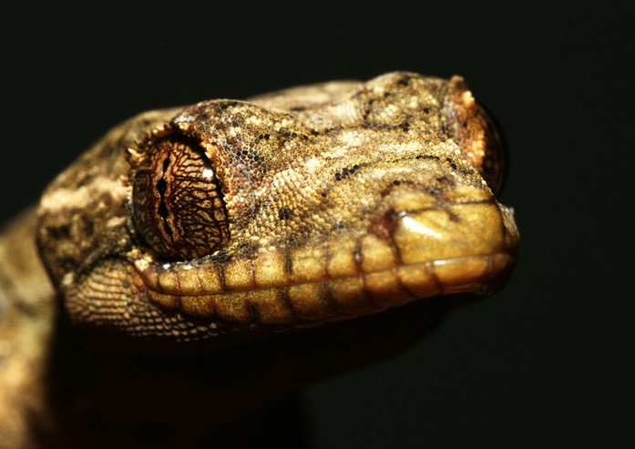 Thecadactylus rapicauda