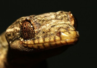 Thecadactylus rapicauda