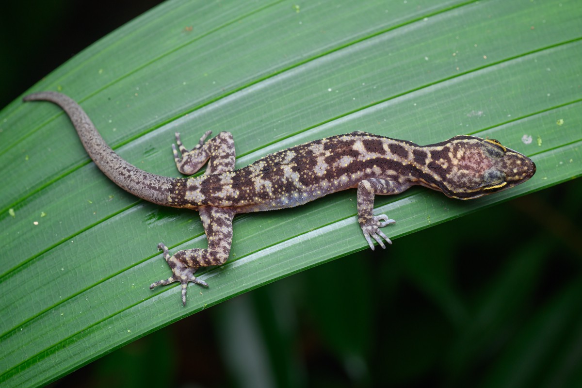 Cyrtodactylus quadrivirgatus