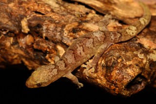 Bavayia cyclura