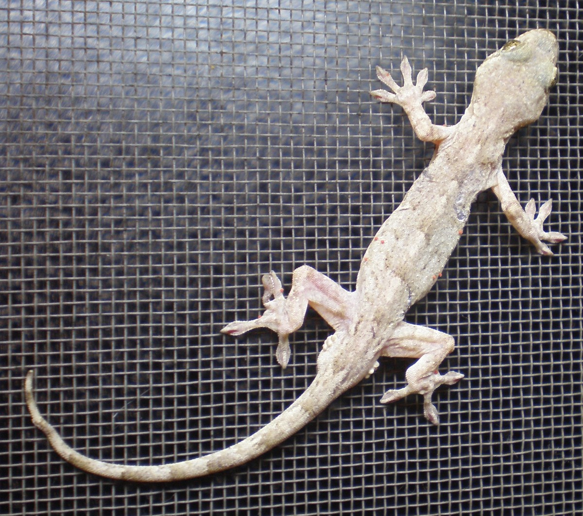 Gekko japonicus