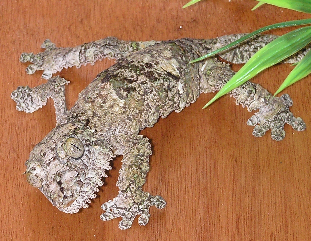 Uroplatus sameiti