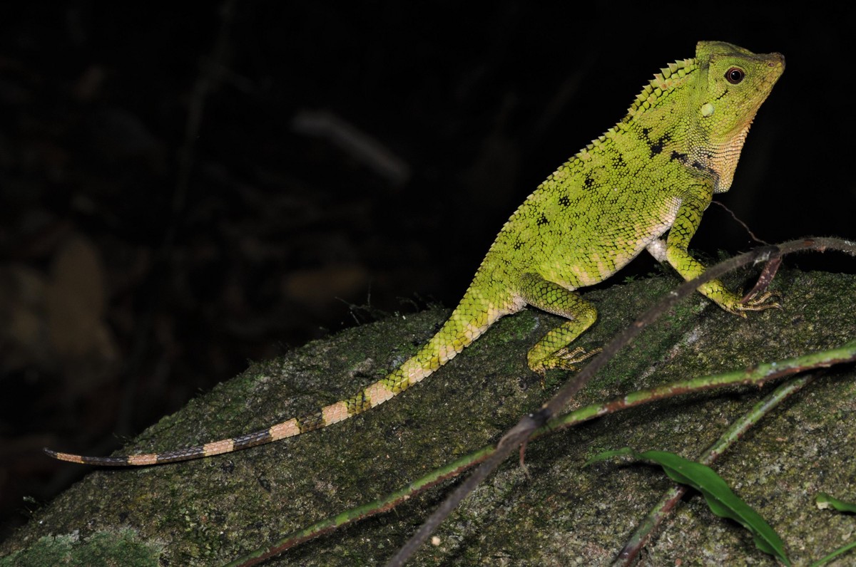 Gonocephalus doriae