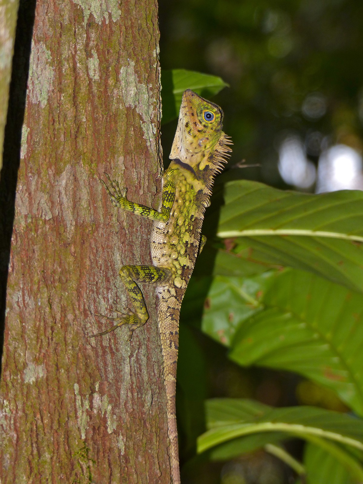 Gonocephalus liogaster