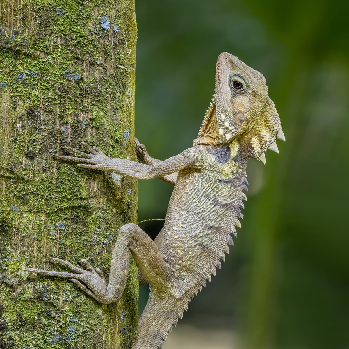 Lophosaurus boydii