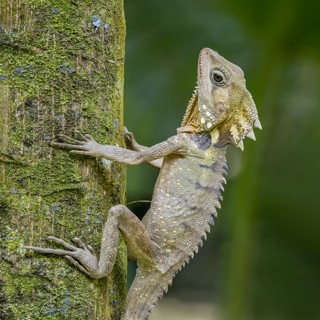 Lophosaurus boydii