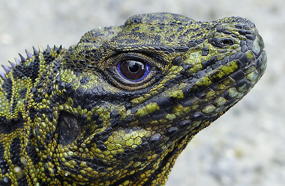 Hydrosaurus amboinensis