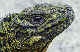 Hydrosaurus amboinensis