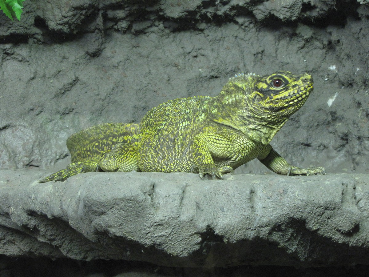 Hydrosaurus pustulatus