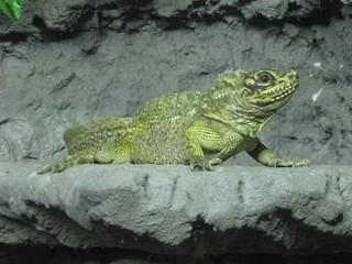 Hydrosaurus pustulatus