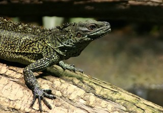 Hydrosaurus weberi