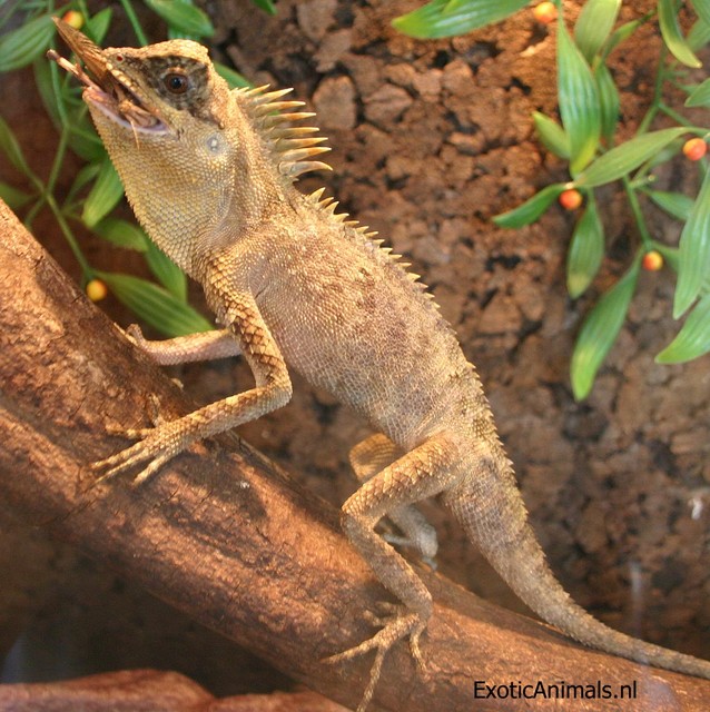 Acanthosaura armata