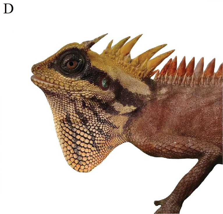 Acanthosaura nataliae