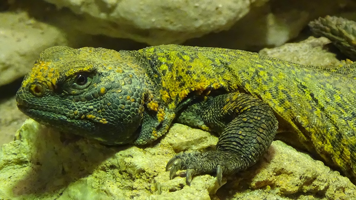 Uromastyx nigriventris