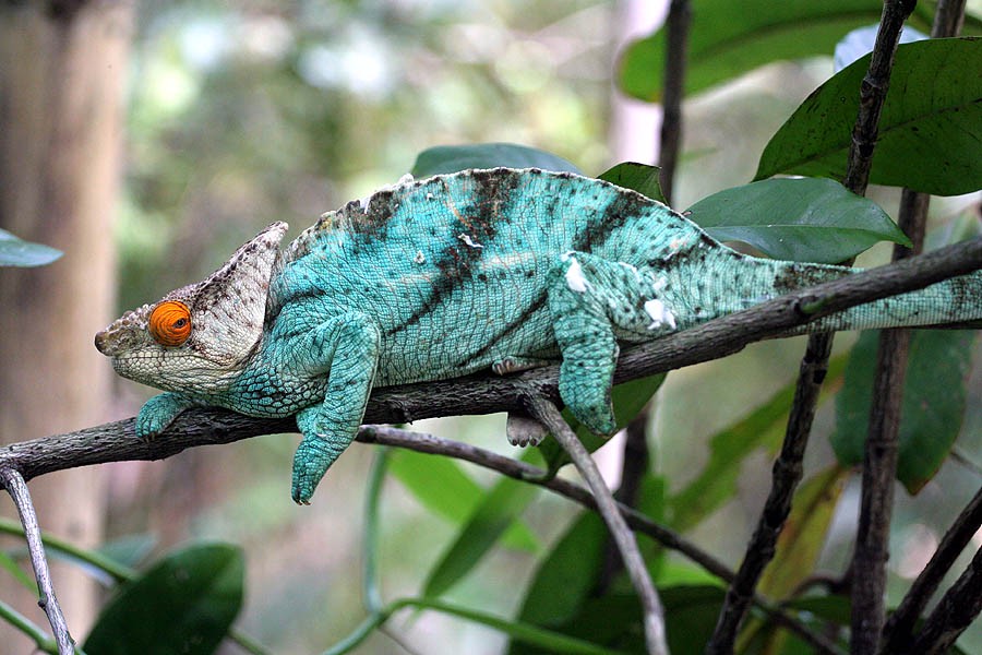 Calumma parsonii