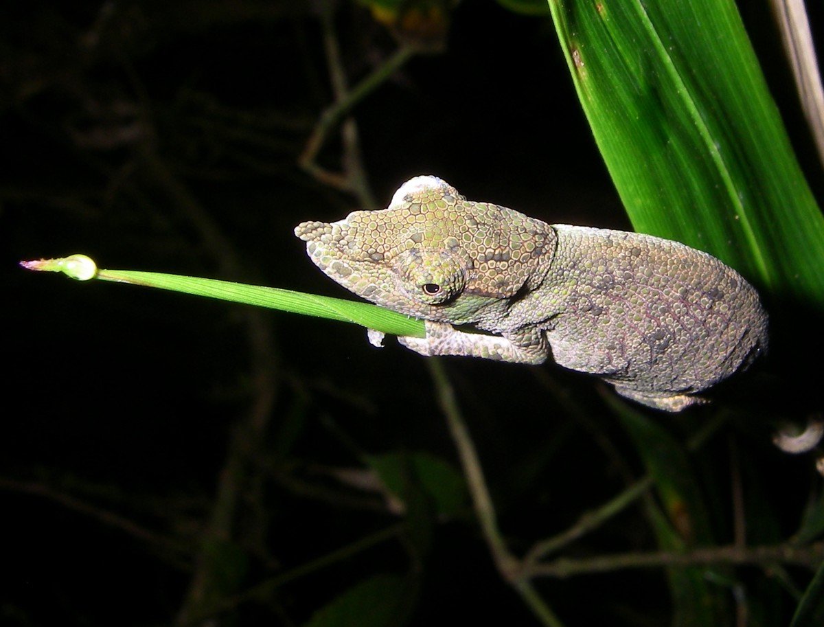 Calumma nasutum