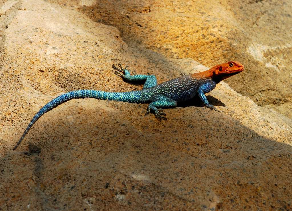 Agama agama