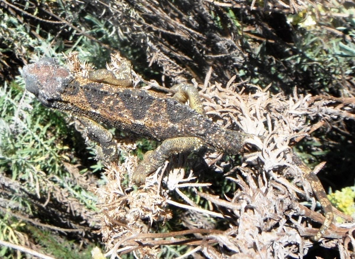 Trioceros sternfeldi