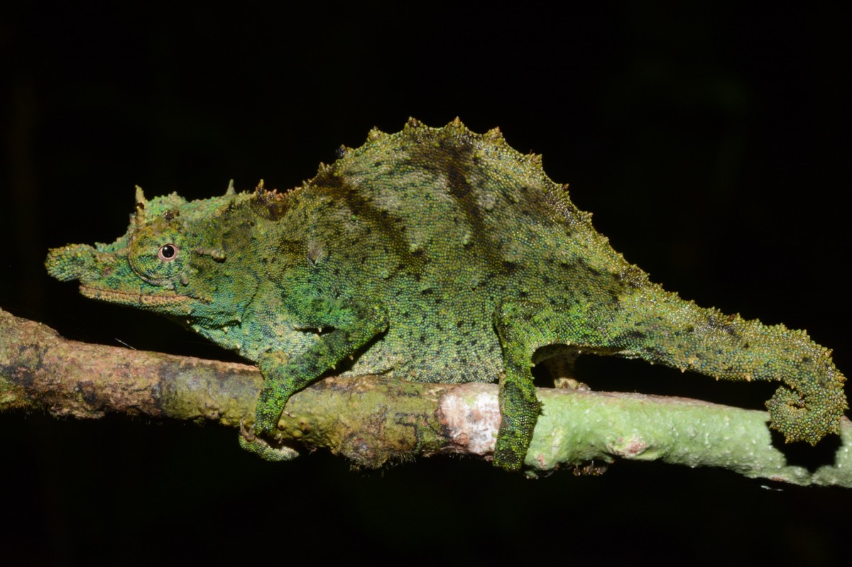Rhampholeon acuminatus