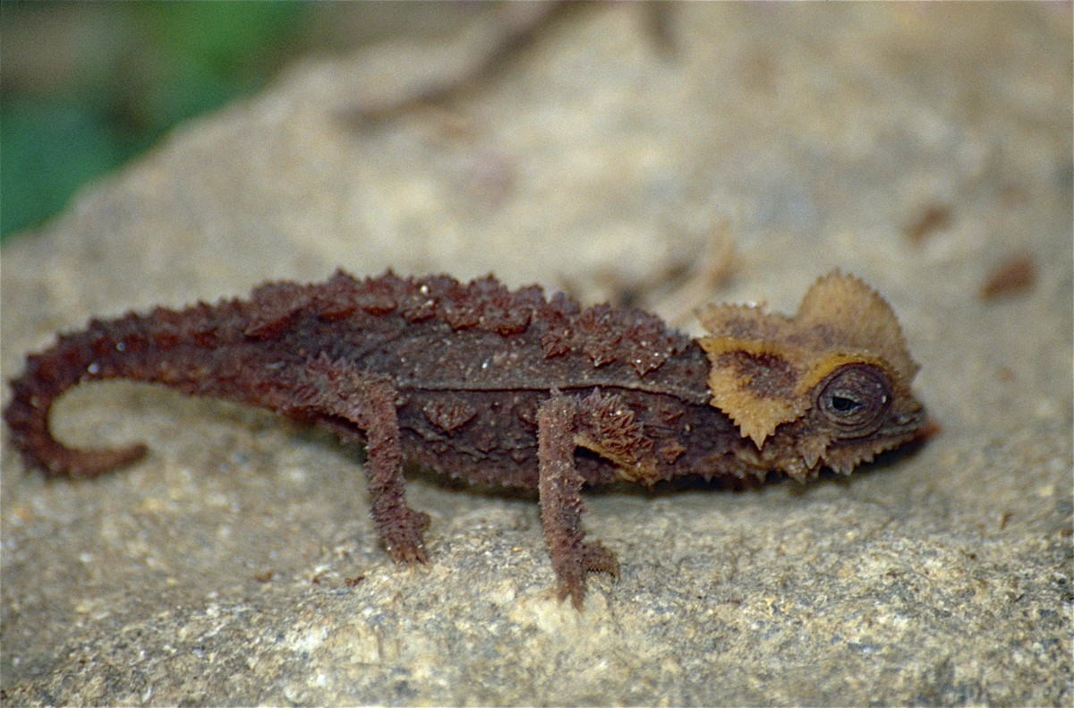Brookesia perarmata