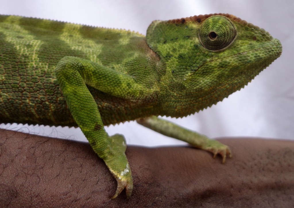 Chamaeleo gracilis