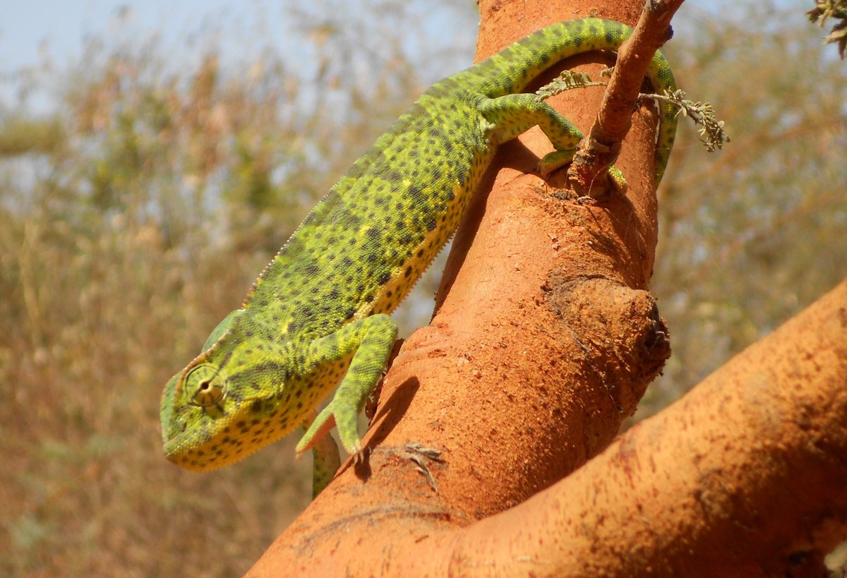 Chamaeleo senegalensis
