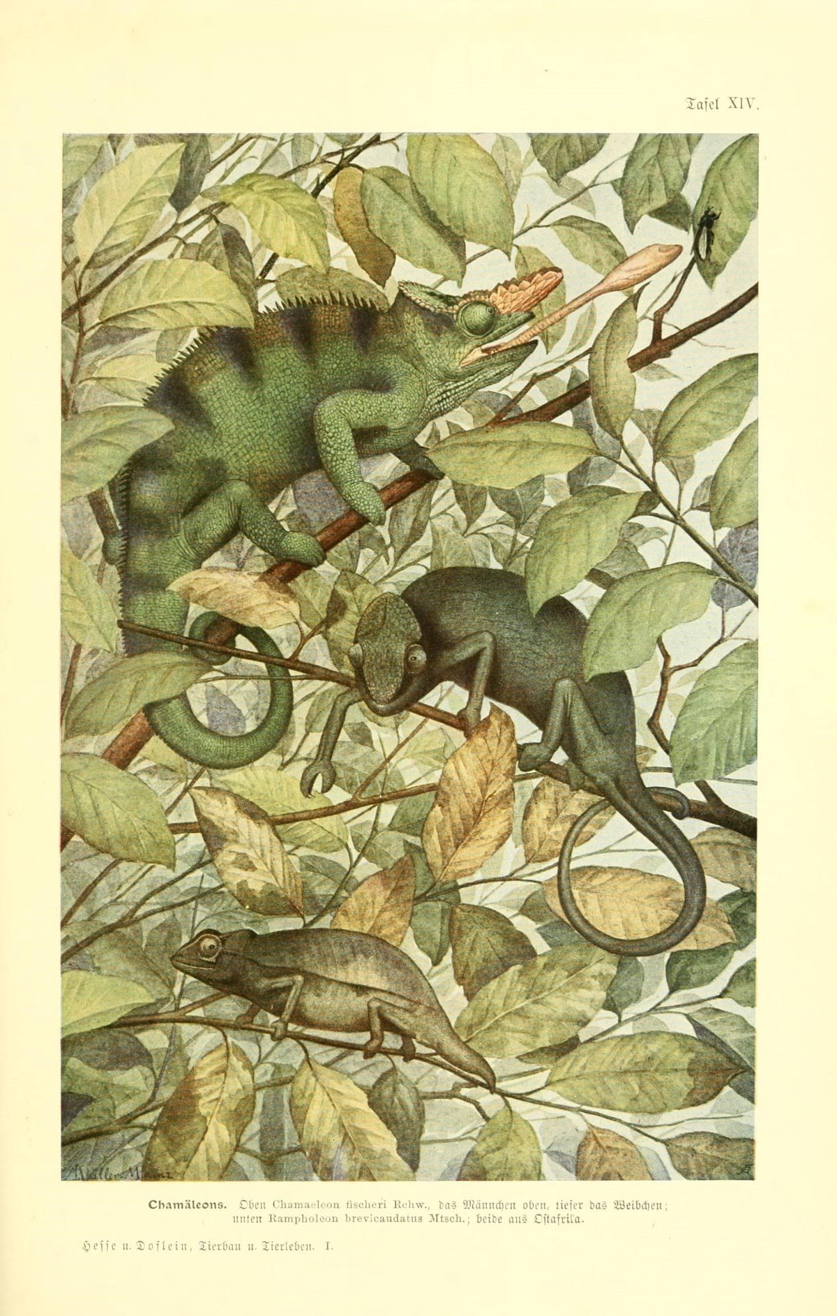 Kinyongia fischeri