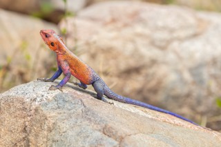 Agama mwanzae