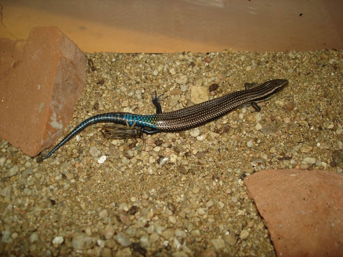 Chalcides sexlineatus