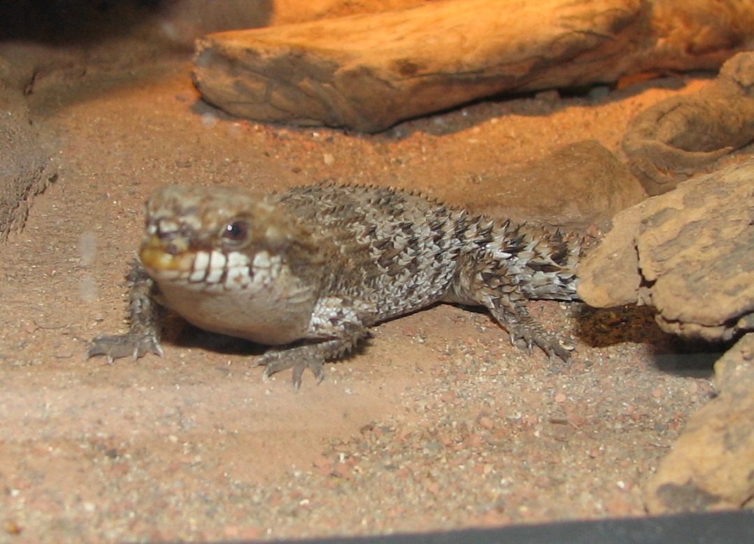 Egernia depressa