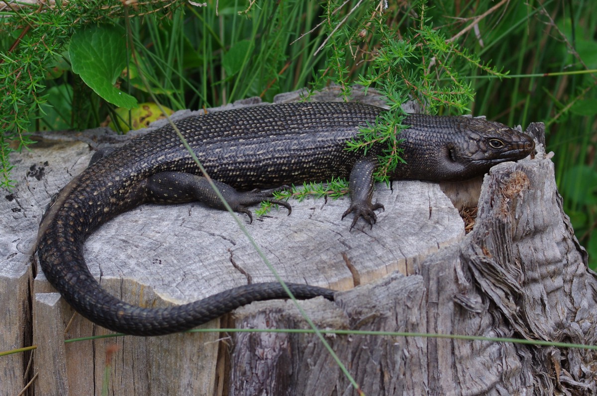 Egernia kingii