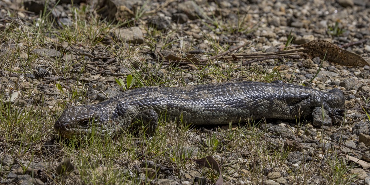 Tiliqua nigrolutea
