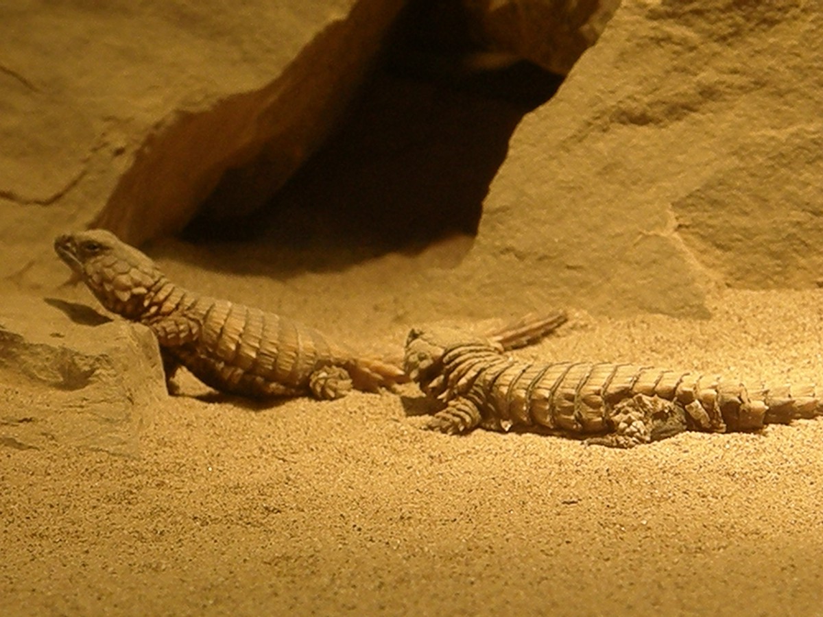 Ouroborus cataphractus