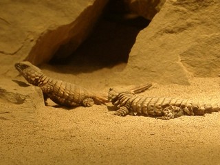 Ouroborus cataphractus