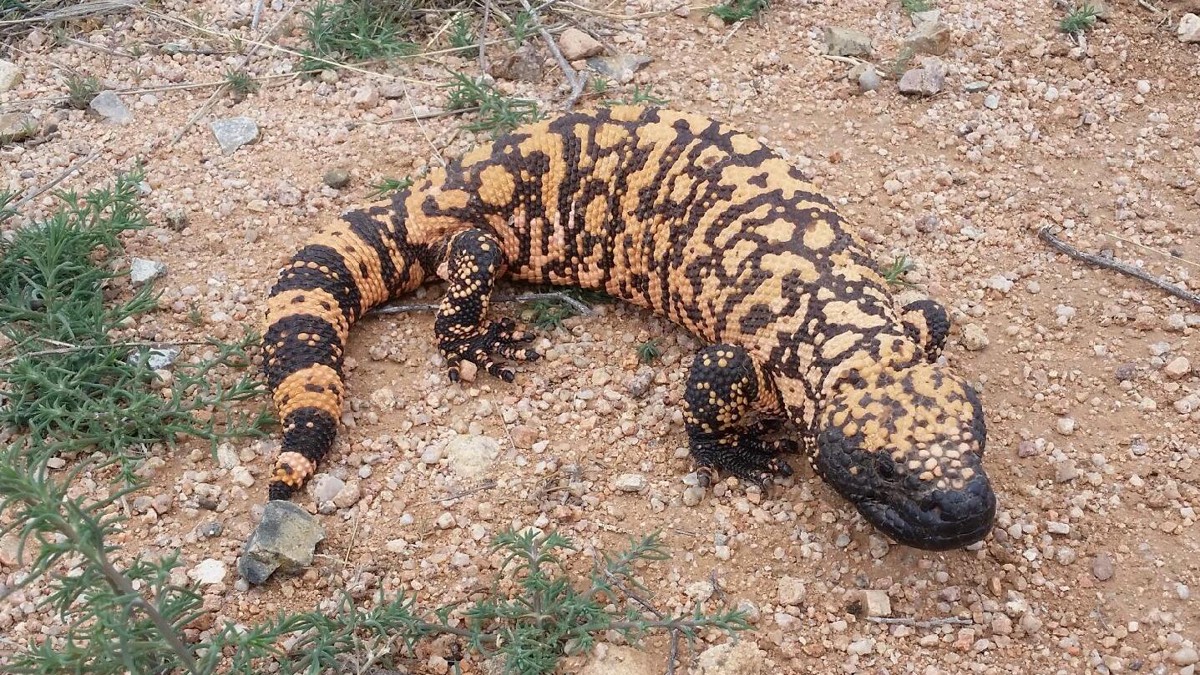 Heloderma suspectum