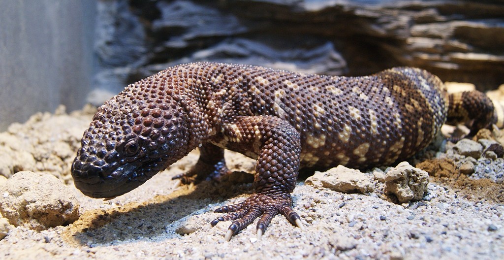 Heloderma horridum