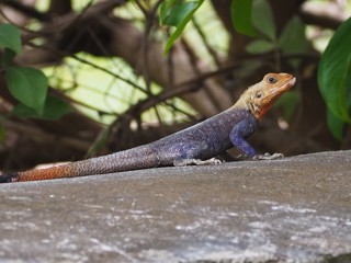 Agama picticauda