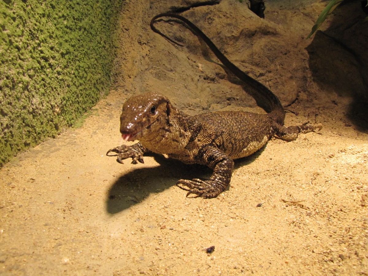 Varanus dumerilii