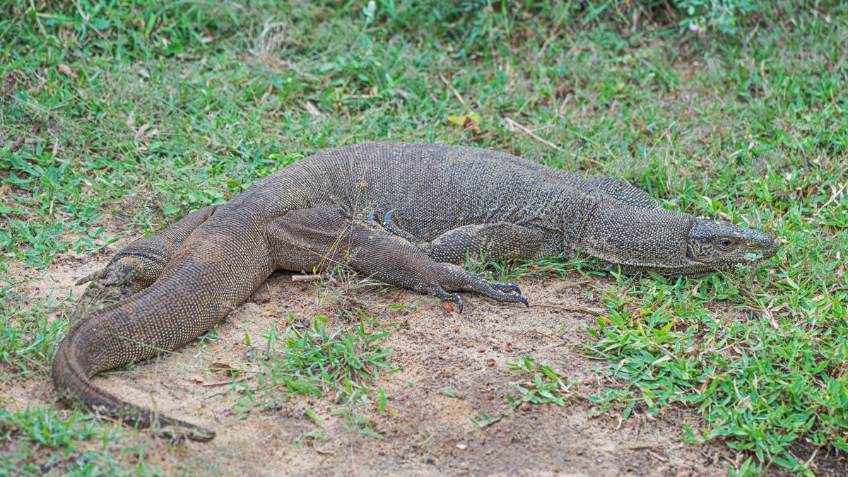 Varanus bengalensis