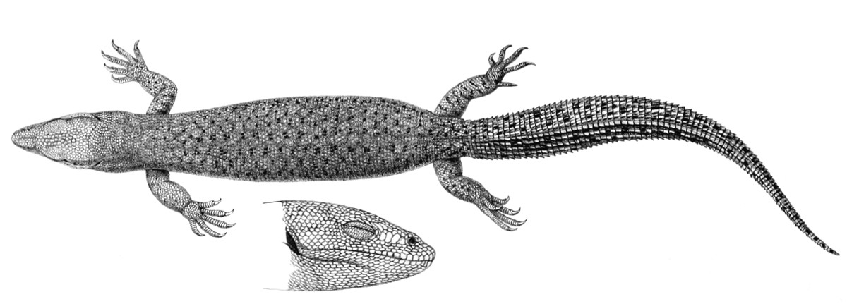 Varanus brevicauda