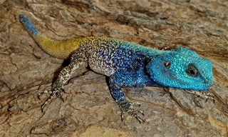 Acanthocercus atricollis